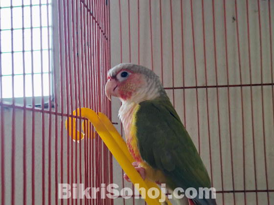 Pineapple Conure (Male)